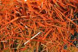 Bright Orange Crocoite Crystal Cluster - Tasmania #148525-2
